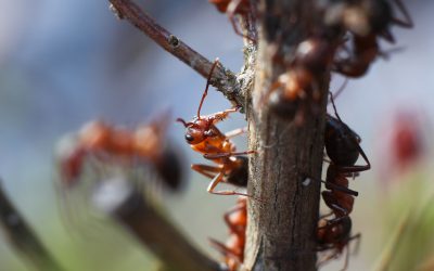 Effective Solutions for Ant Pest Control In Cedar Grove NJ Homes and Apartments