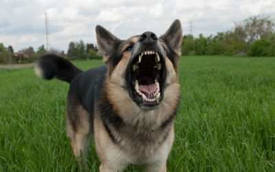 What to Expect From Professional Dog Trainers Houston TX for New Pet Owners