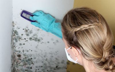 Protect Your Home From Hidden Risks With Mold Testing in Princeton, NJ Solutions