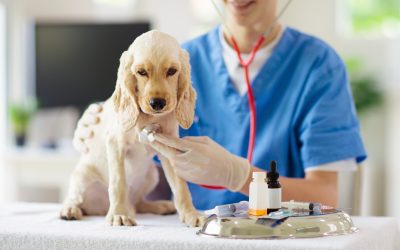 Your Guide to Pet Hospital Services in Monmouth County