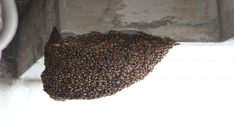 How to Deal With a Honey Bee Swarm in Columbus OH That Lands on Residential Property