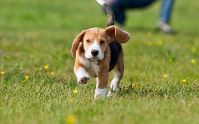 Learn how fitness training for dogs in America boosts health and strengthens your bond