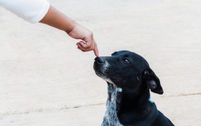 Unlock Calm Behavior with Aggression Training For Dogs Treasure Coast FL Pet Owners Trust