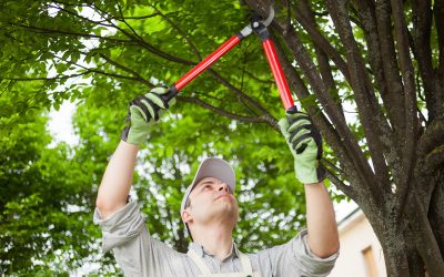 Three Tips For Tree Trimming in Raleigh NC