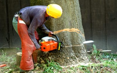 How a tree service company in Senoia, GA keeps neighborhoods safe and beautiful year-round