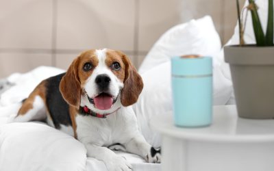 Keep Your Pup Happy on the Move with a Custom Dog Box Tailored to Your Needs