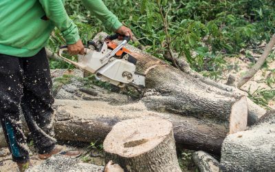 Ensuring Safety and Aesthetics with Tree Cutting Service in Marietta, GA