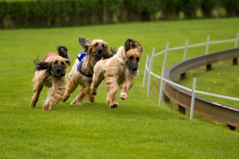 The Benefits of Professional Dog Training in Omaha, NE