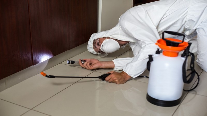 Pest Control in Naples, FL – What You Need to Know
