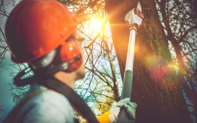 Get Help with Stump Removal in Griffin, GA, By Calling a Local Tree Service