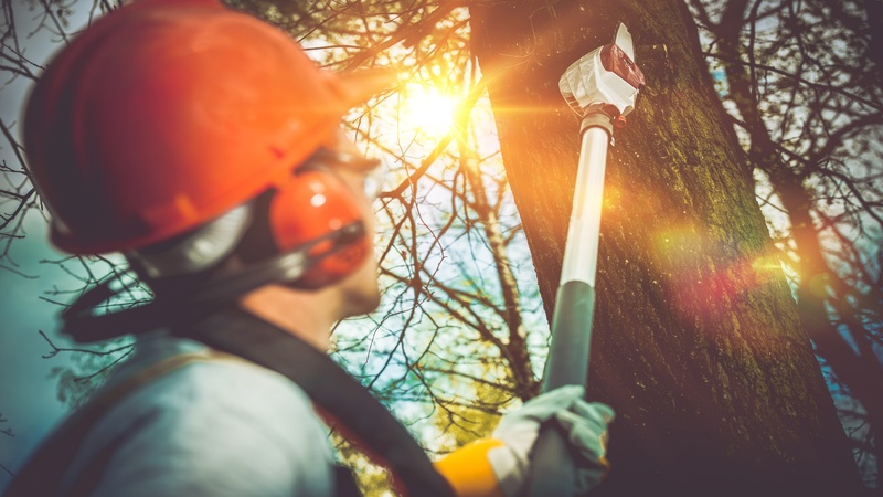 A Brief Guide for Tree Care in Honolulu, HI
