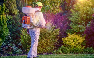Achieve a Healthy Yard with Lawn Maintenance Olive Branch, MS Experts Share Essential Tips
