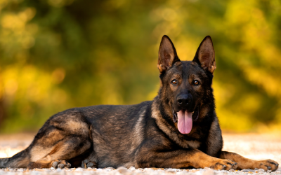 Learn how to buy guard dog breeds that suit American families and secure your home