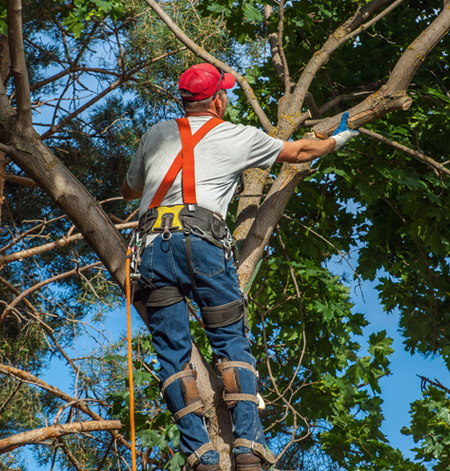 The Right Tree Service in St. Augustine, FL Can Make a Big Difference in the Look of Your Yard