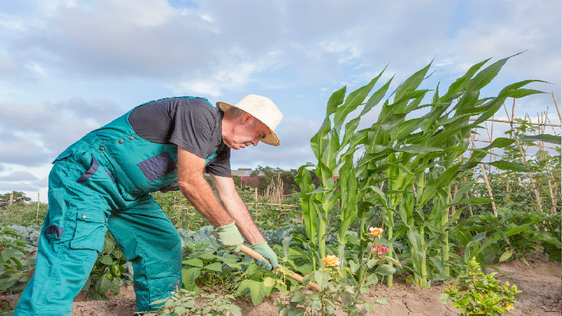 Vacherie LA Farmers Depend on Agronomic Services for Success