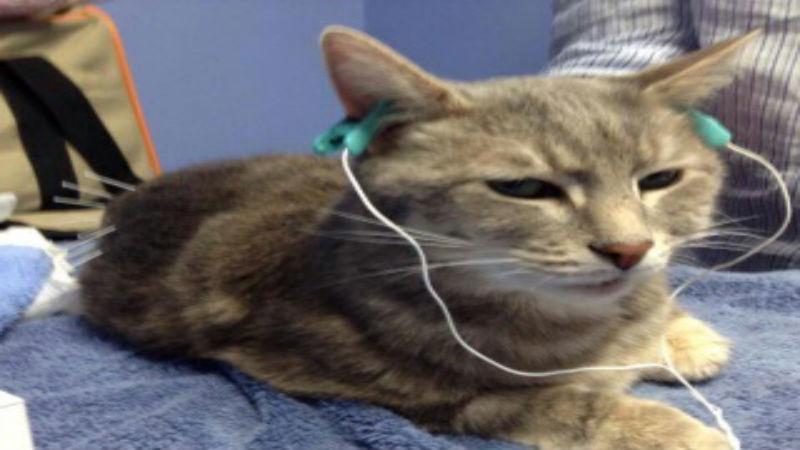 Narrowing Down The Search For A Great Animal Hospital