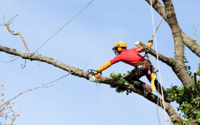 Save Time and Money With a Reliable Tree Removal Service Atlanta, GA Homeowners Trust