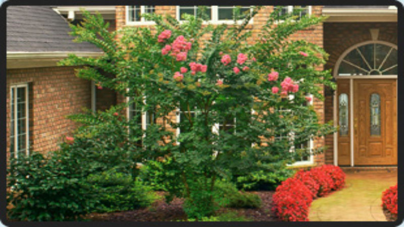Enhance Curb Appeal With Tree Pruning Services Near Tinton Falls NJ for Healthy Growth