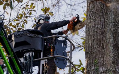 The Importance of Emergency Tree Services in Griffin, GA