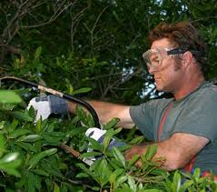 Safe And Stunning Landscapes: Professional Tree Removal Services in Urbandale, IA