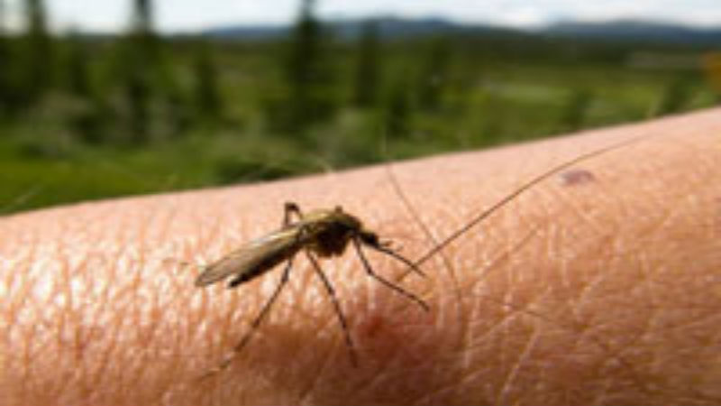 When to Consider Contacting Mosquito Services in Jeffersonville, IN